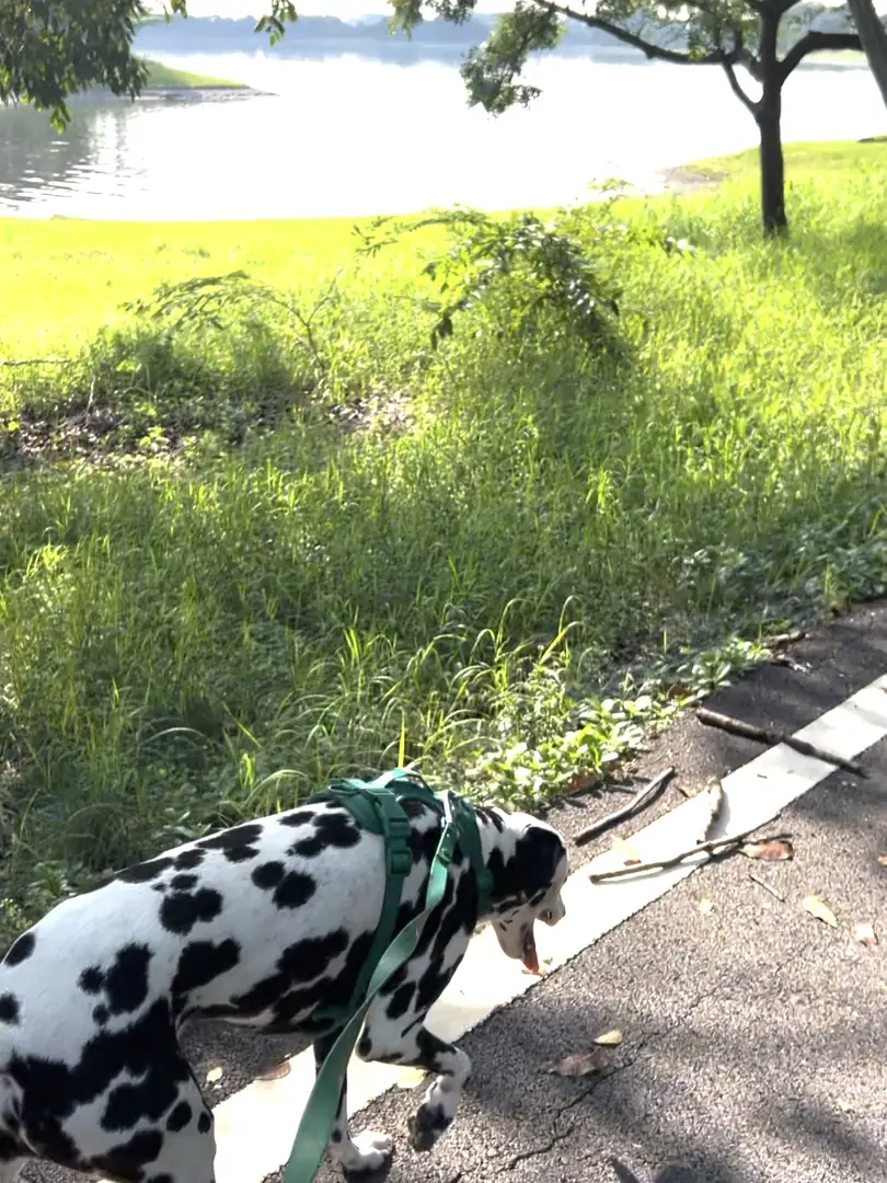 Dalmatian on a leash walk by the lake in Prawet — shaded path, sniff breaks, real routes